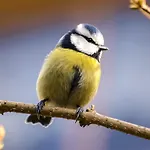 Pheasant Scottish Borders Chalé