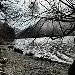 Pheasant Scottish Borders