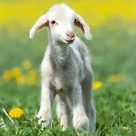 Chalé Pheasant Scottish Borders