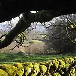 Pheasant Scottish Borders Carlisle (Cumbria)