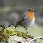 Pheasant Scottish Borders Chalé Carlisle (Cumbria)