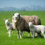 Pheasant Scottish Borders Chalé Carlisle (Cumbria)