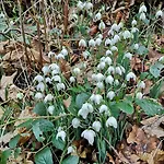 Pheasant Scottish Borders * Carlisle (Cumbria)