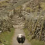 Pheasant Scottish Borders