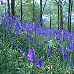 Pheasant Scottish Borders Chalé