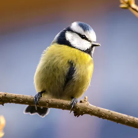 Pheasant Scottish Borders Alpstuga