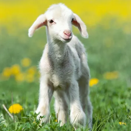 Alpstuga Pheasant Scottish Borders
