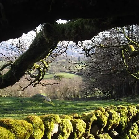 Pheasant Scottish Borders Carlisle (Cumbria)