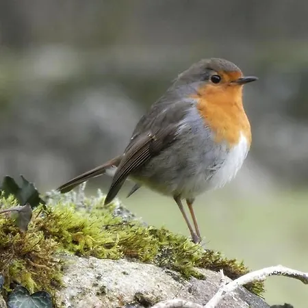 Pheasant Scottish Borders Alpstuga Carlisle (Cumbria)