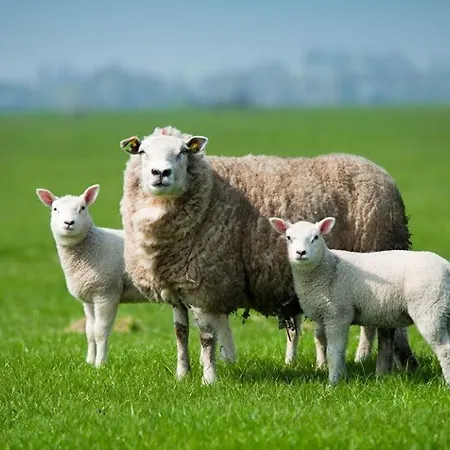 Pheasant Scottish Borders Alpstuga Carlisle (Cumbria)