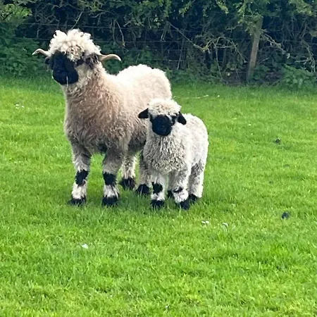 Chalet Pheasant Scottish Borders *