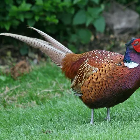 Chalet Pheasant Scottish Borders