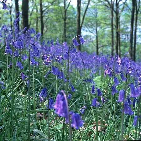 Pheasant Scottish Borders Alpstuga