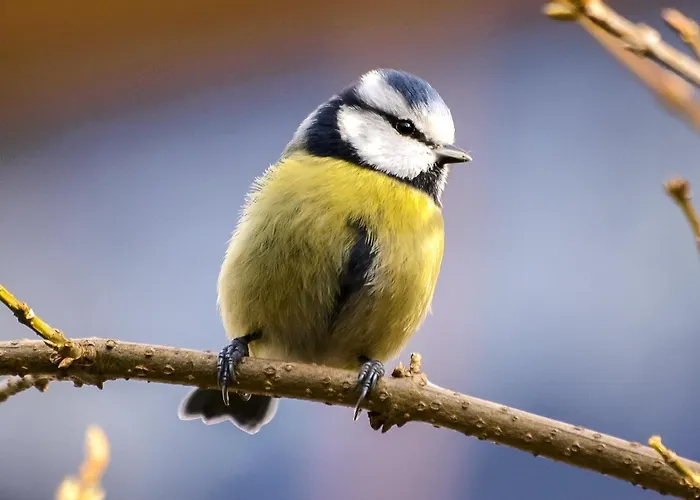 Pheasant Scottish Borders Dağ evi