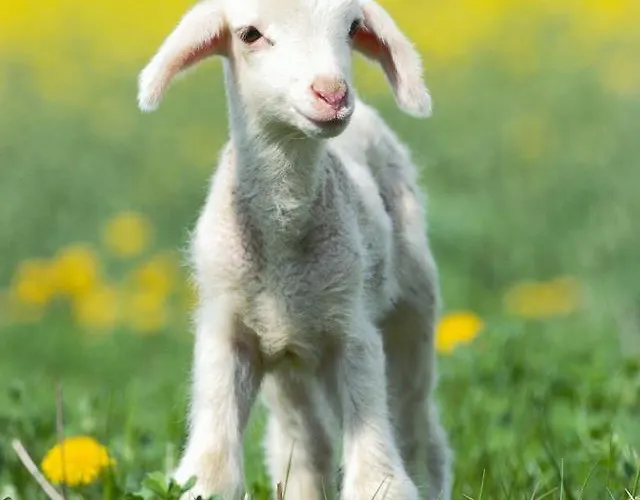 Dağ evi Pheasant Scottish Borders