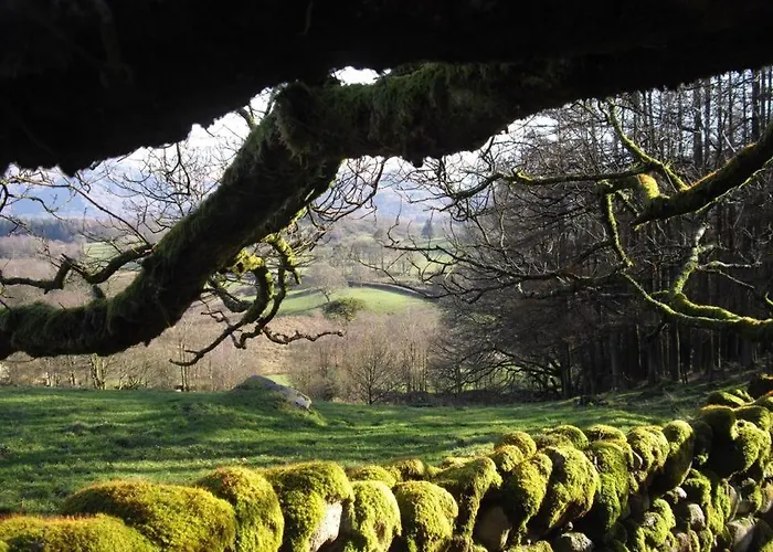 Pheasant Scottish Borders Carlisle (Cumbria)