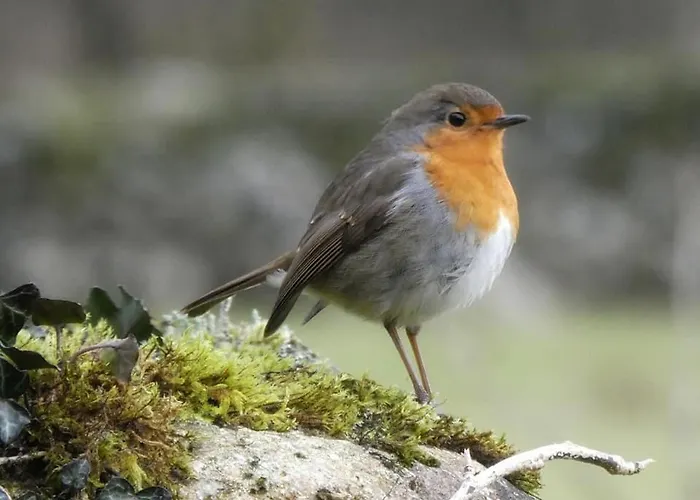Pheasant Scottish Borders Dağ evi Carlisle (Cumbria)