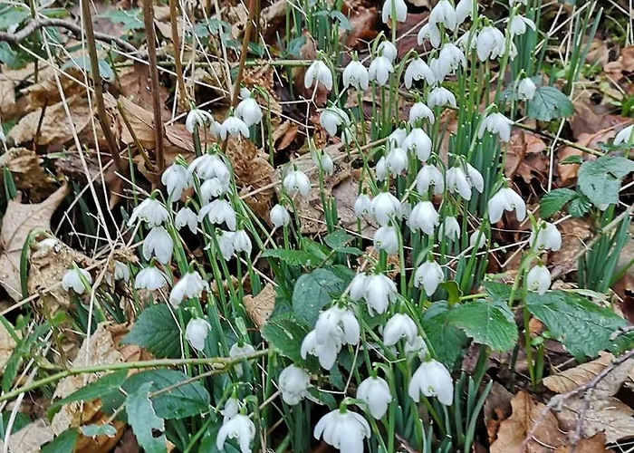 Pheasant Scottish Borders * Carlisle (Cumbria)