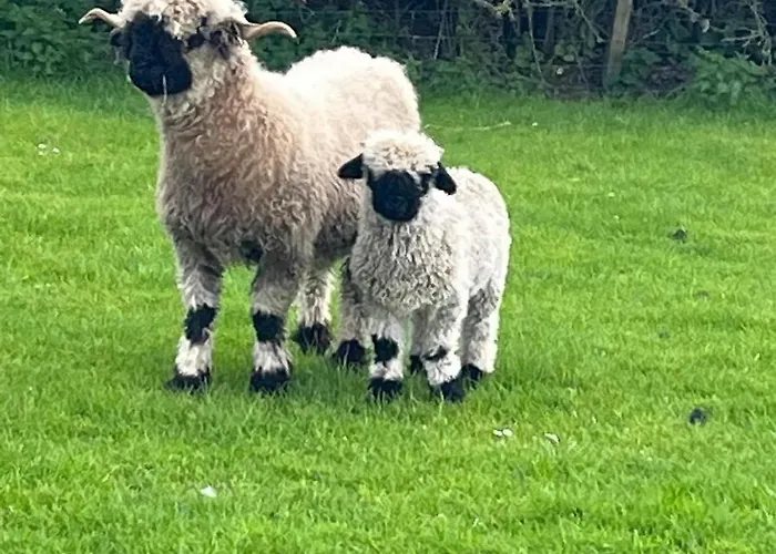 Dağ evi Pheasant Scottish Borders *