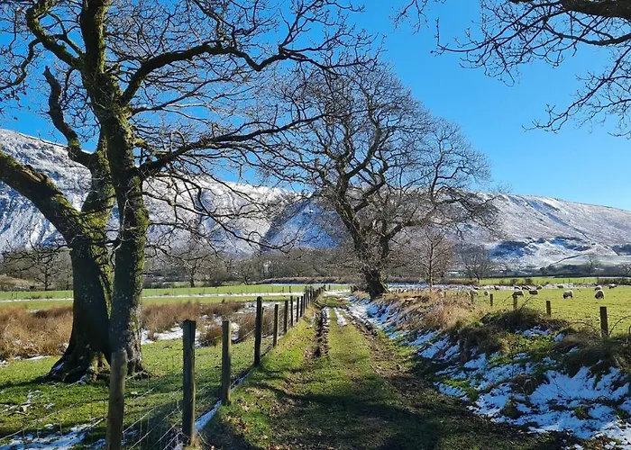 Pheasant Scottish Borders