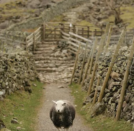 Pheasant Scottish Borders