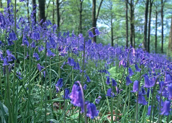 Pheasant Scottish Borders Dağ evi