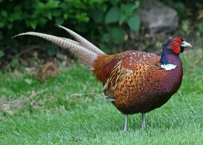Chalet Pheasant Scottish Borders